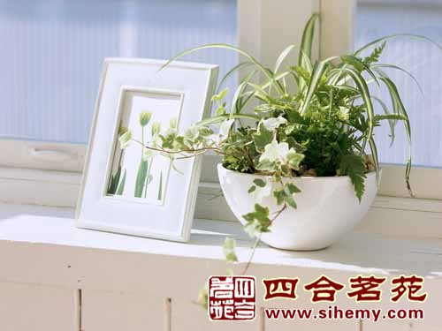 中式植物能將中式風(fēng)格揮灑到極致