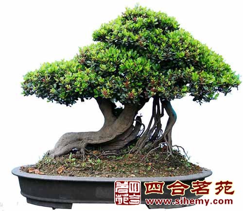 盆景被意為＂立體的畫＂和＂無聲的詩(shī)”